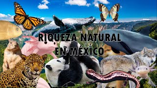 Riqueza natural en Mexico [upl. by Haleemaj]