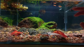 The Ultimate LowMaintenance Fish Tank Setup No Pump Filter or Heater  pondonnet [upl. by Rozalin138]