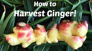 How to Harvest Ginger [upl. by Granese]