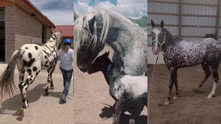 Ultimate APPALOOSA Horse Compilation pt 6 [upl. by Netsuj]