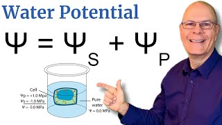 Understand Water Potential 5 Minute Explanation for AP Bio [upl. by Anawat470]