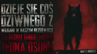 Coś dziwnego dzieje się z wilkami w naszym rezerwacie Co rok ginie jedna osoba  CreepyPasta PL [upl. by Maighdlin]