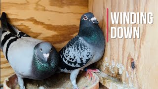 Racing pigeons 2024 breeding winding down [upl. by Dinin]