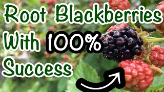 Propagate Thornless Blackberries with 100 success  Rooting Triple Crown Blackberries [upl. by Nomelif]