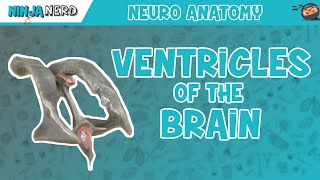 Ventricles of the Brain  Anatomy Model [upl. by Wyly743]