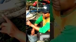 dosis pupuk jagung pertama [upl. by Winola]