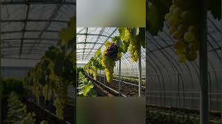 Grapesblue fruit grapevine usa garden grapewine farming gardening grapenation [upl. by Willms]