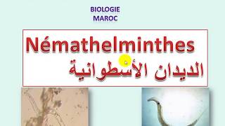 Némathelminthes sv3 شعبة الديدان الأسطوانية [upl. by Holna]