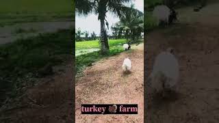 Turkey farmyoutubeshorts nature [upl. by Bosch]