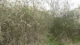 First nightingale singing at Glapthorn Cow Pasture12 April 2015 [upl. by Nathan]