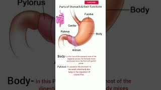 Parts of Stomach anatomy amptheir functions anatomy [upl. by Je]