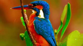 Common kingfisher is weary of constantly catching fish in the wild India [upl. by Mitchel]