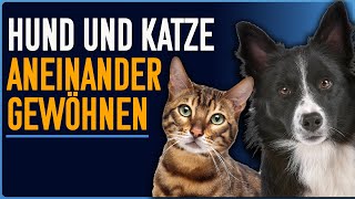 3 Schritte zur Zusammenführung von Hund und Katze Einfach und alltagstauglich [upl. by Aitrop]