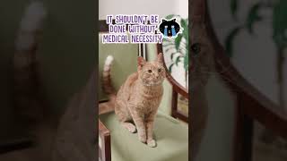 Is Declawing Cats Okay shorts cats [upl. by Delmer]