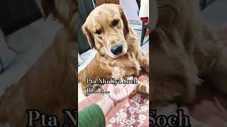 Pta Nhi Kya Soch Rha h shorts ytshorts doglover trending [upl. by Innek28]