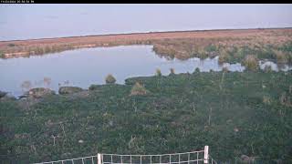 Attwater Prairie Chicken NWR Live Stream [upl. by Kavanagh]