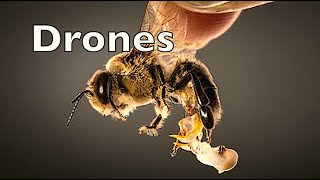 Honey Bee Drones [upl. by Evander]