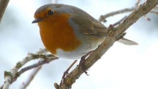 Gesang des Rotkehlchen 1 Robin Redbreast  Vogelstimmen Singvögel [upl. by Frazer]