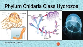 Phylum Cnidaria Class Hydrozoa  Obelia colony Gonionemus Hydra and order Siphonophora [upl. by Nudd]