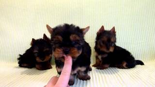 PUI DE YORKSHIRE TERRIER [upl. by Hamehseer508]