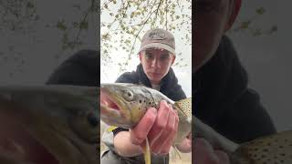 Big Wild Brown Trout on hand tied Griffiths Gnat fishingtroutfishingflyfishing [upl. by Suzanna872]