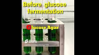 Glucose fermentation Test I Enterobacteriaceae confirmation ISO Method I Glucose positive Result [upl. by Navannod764]