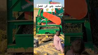 chick pea crops سفید چنے کی فصل chickpeas crops villagelife farmer trader lahore shortvideo [upl. by Heffron519]