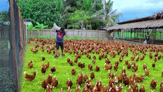 Freerange Chicken Farming  Episode 59│Harvesting hundreds of eggs amp Feeding 800 native chickens [upl. by Clarey922]