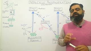 Non cyclic phosphorylation English medium profmasoodfuzail Light Reaction  Hills Reaction [upl. by Aitsirt779]