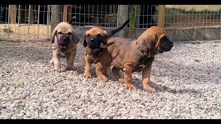 Fila Brasileiro puppies for sale in India 9620233339 brazillian mastiff puppies for sale [upl. by Mahau]