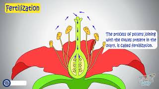 Pollination amp Fertilization in Plants  Structure of a Flower  Pollination amp Fertilisation Process [upl. by Nottirb]