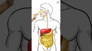 How do Paracetamol and Pain killers work By VMC Medical [upl. by Findley]