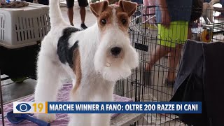 quotMarche Winnerquot a Fano oltre 200 razze di cani [upl. by Norbert]