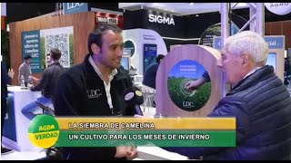 La Camelina se subió al escenario agrícola siembra cosecha manejo y comercialización del cultivo [upl. by Nonnah887]