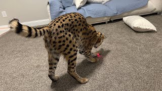 Serval Cat playing with Laser [upl. by Farmer189]