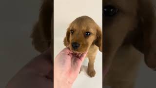 Get a look at this gorgeous Mini Golden Retriever cuteanimal adorablepuppers cutepet pets [upl. by Atinele614]