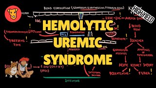 HEMOLYTIC UREMIC SYNDROME Pathogenesis HUS Mechanism of clinical symptoms [upl. by Lehcsreh]