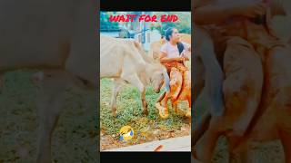 Bail Diya Dhakka 🤣😅😂 shorts comedy youtube [upl. by Ahsad]