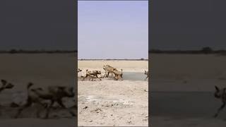 Wilddog vs lionwilfdoglionanimalswildlifewildanimalsshortsshortvideoshortsfeedshortfeed [upl. by Aynatahs17]