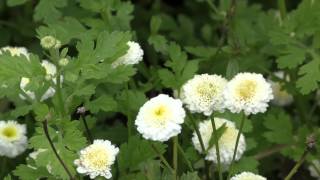 Moederkruid Tanacetum parthenium Feverfew [upl. by Juanita]