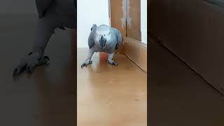 africangrey greyparrot [upl. by Eiralam]