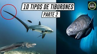 10 Tipos de Tiburones🌊🐚Especies de Tiburones🌊 Parte 2 🌀 [upl. by Pietro]