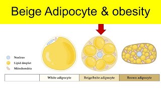 Beige Adipocyte and obesity [upl. by Notlad]