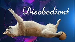 Disobedient Shiba inu dog enjoys disobedience [upl. by Nnylyaj]