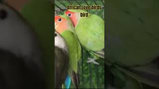 African Love birds pets lovebird africanlovebird birds petlover bird [upl. by Hsak]