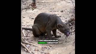 Fosa is an animal that has agilityanimals uniqueviralshorts fyp [upl. by Mun]