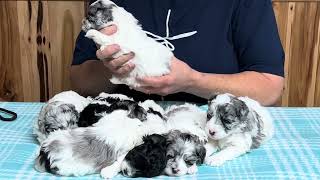 Fionas Schnoodle puppies for sale  October 24 2023 [upl. by Cammy]