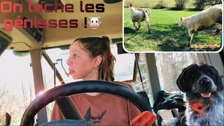 On lâche nos génisses  VLOG 🐮 [upl. by Sloane525]