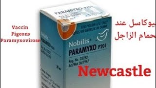 تلقيح الحمام الزاجل ضد نيوكاسل vaccin Pigeons voyageurs paramyxovirose [upl. by Efi]