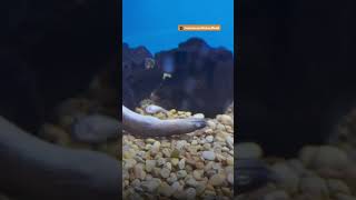 Woman Rescues Eel Swimming Upside Down At Pet Store  The Dodo [upl. by Yanel]